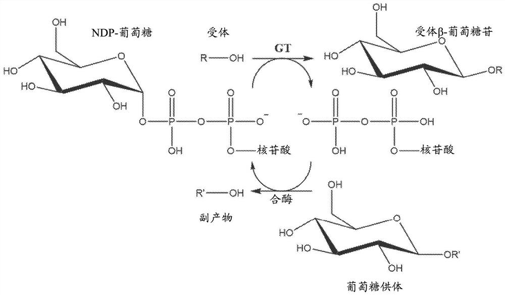 工程化糖基转移酶和甜菊醇糖苷葡糖基化方法