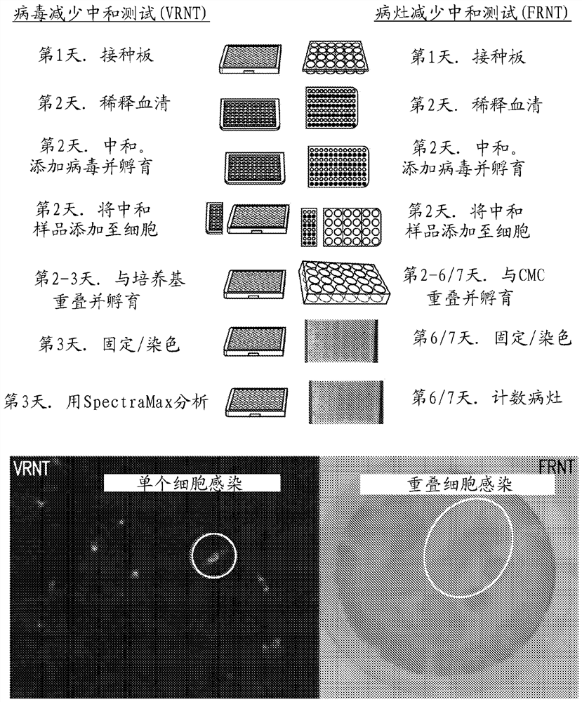 利用成像细胞计数术的病毒中和测定法