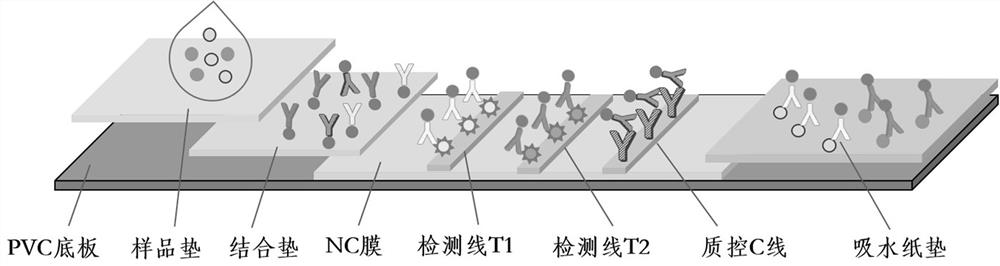 同步检测禽蛋中氟苯尼考、甲氧苄啶含量的免疫荧光层析检测卡及方法