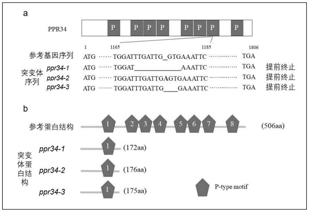 水稻OsPPR34的基因及其编码蛋白与应用