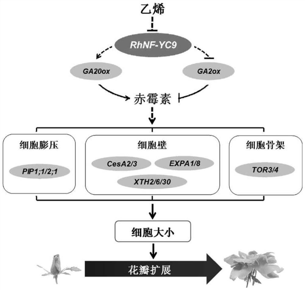 月季核因子RhNF-YC9及其在调控花瓣扩展中的应用