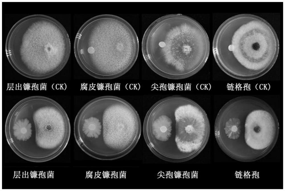 一种能够防治丹参根腐病的贝莱斯芽孢杆菌及其应用