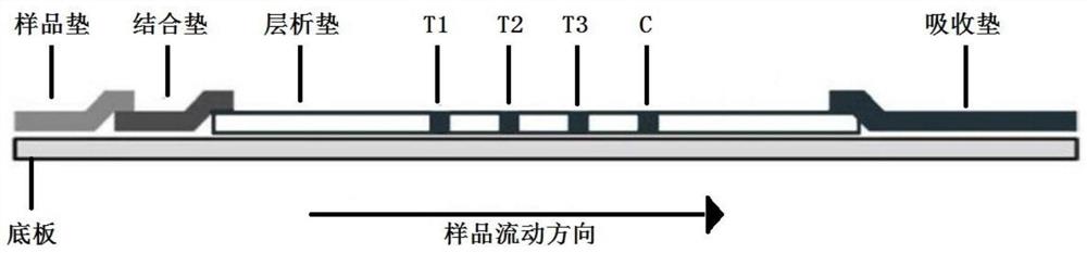 一种用于结直肠癌早期筛查的试纸条