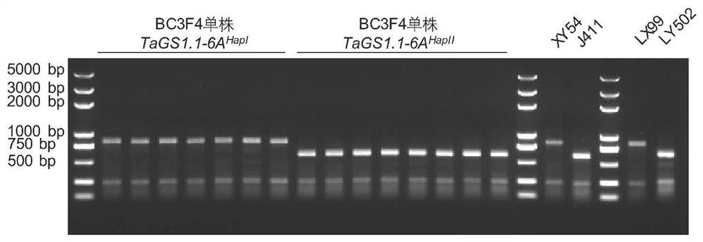 小麦TaGS1.1-6A启动子上的分子标记及其应用