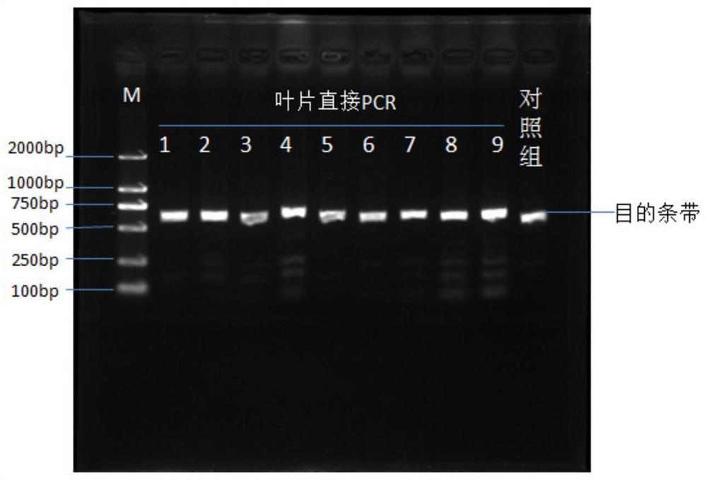 谷子叶片直接PCR扩增的方法