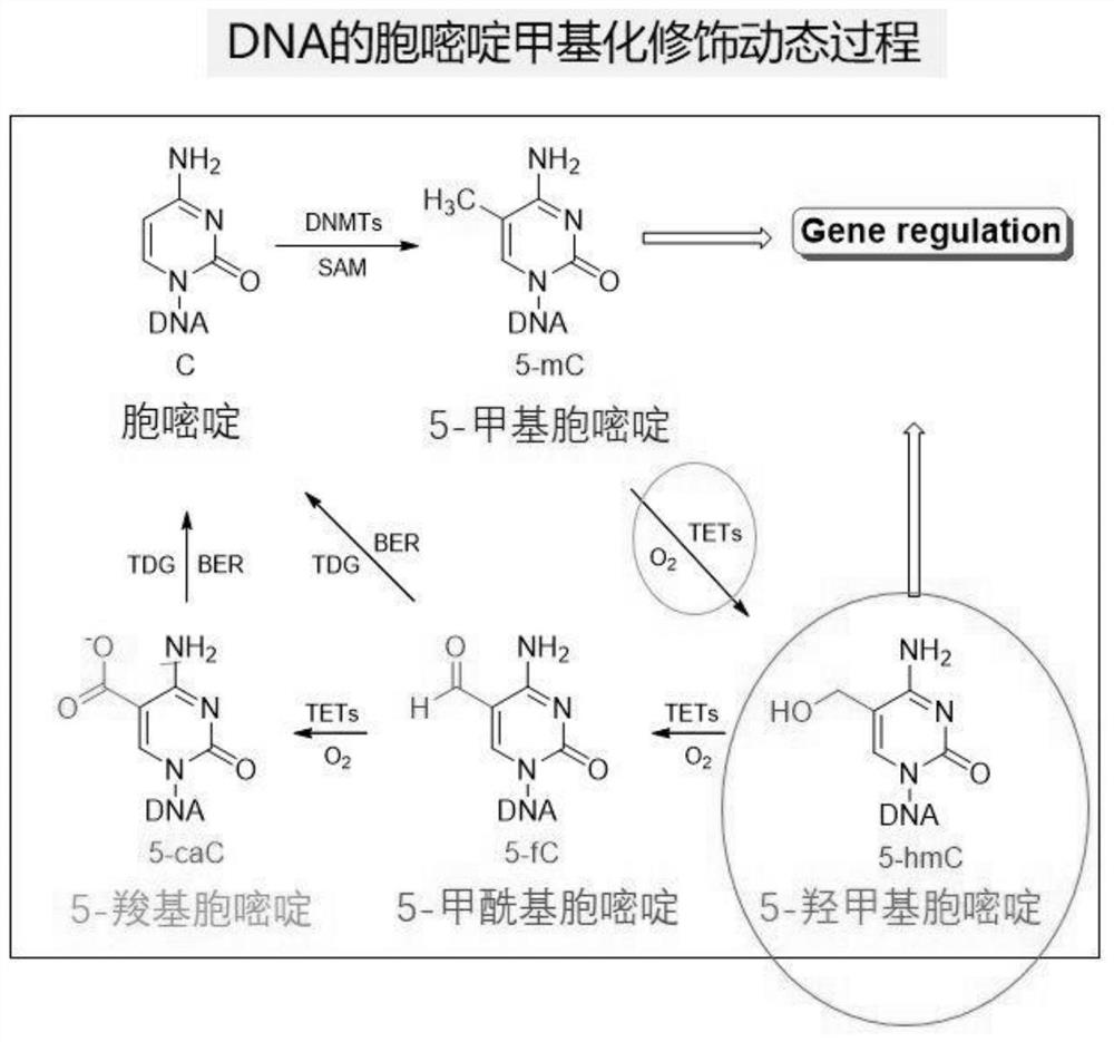 飞行时间质谱检测5-羟甲基胞嘧啶的方法