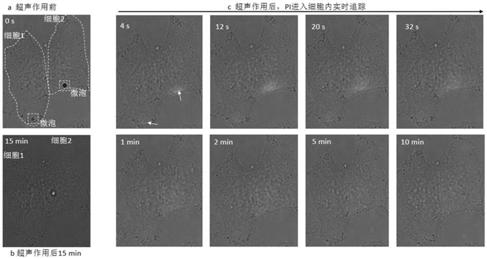 一种基于声致穿孔的单细胞基因转染方法