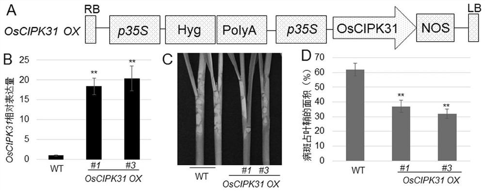 OsCIPK31基因及编码蛋白在调控水稻纹枯病抗性中的应用