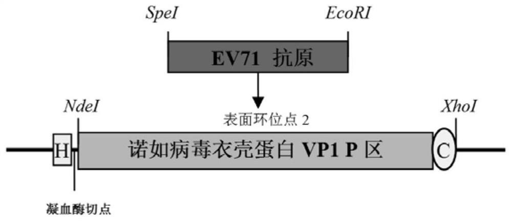 诺如病毒GII.4型和肠道病毒71型的重组蛋白疫苗