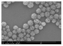 基于纳米颗粒的活细胞表面改造方法及其使用的纳米颗粒