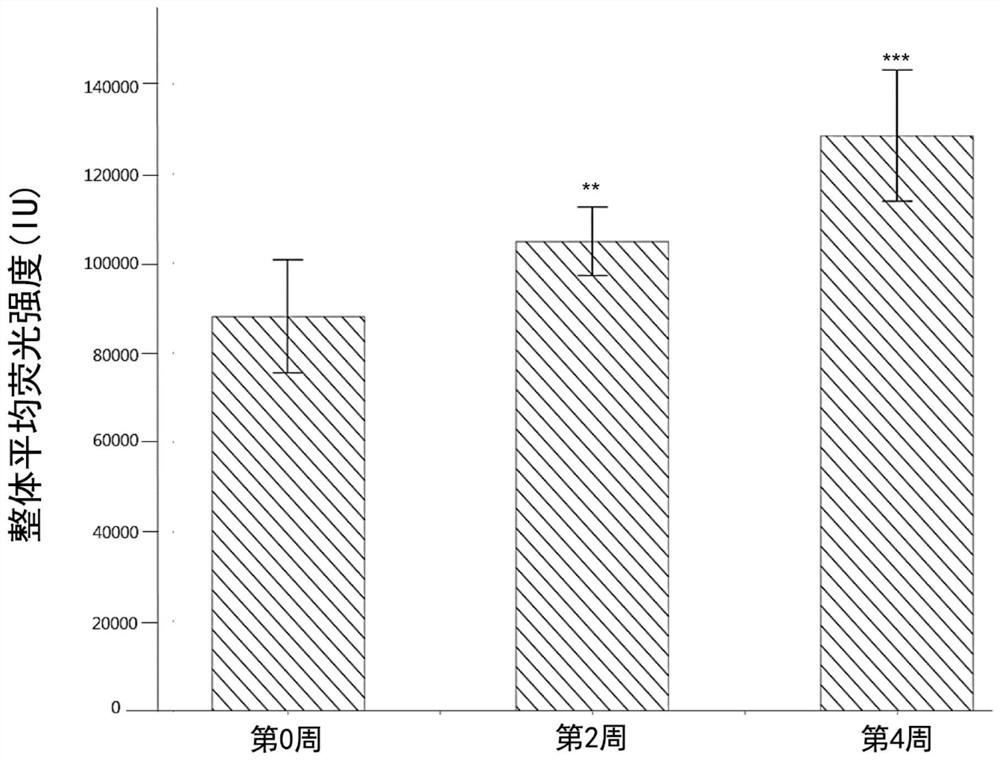 植物汁液用于提升抗老化基因表现量及/或提升GSH含量的用途