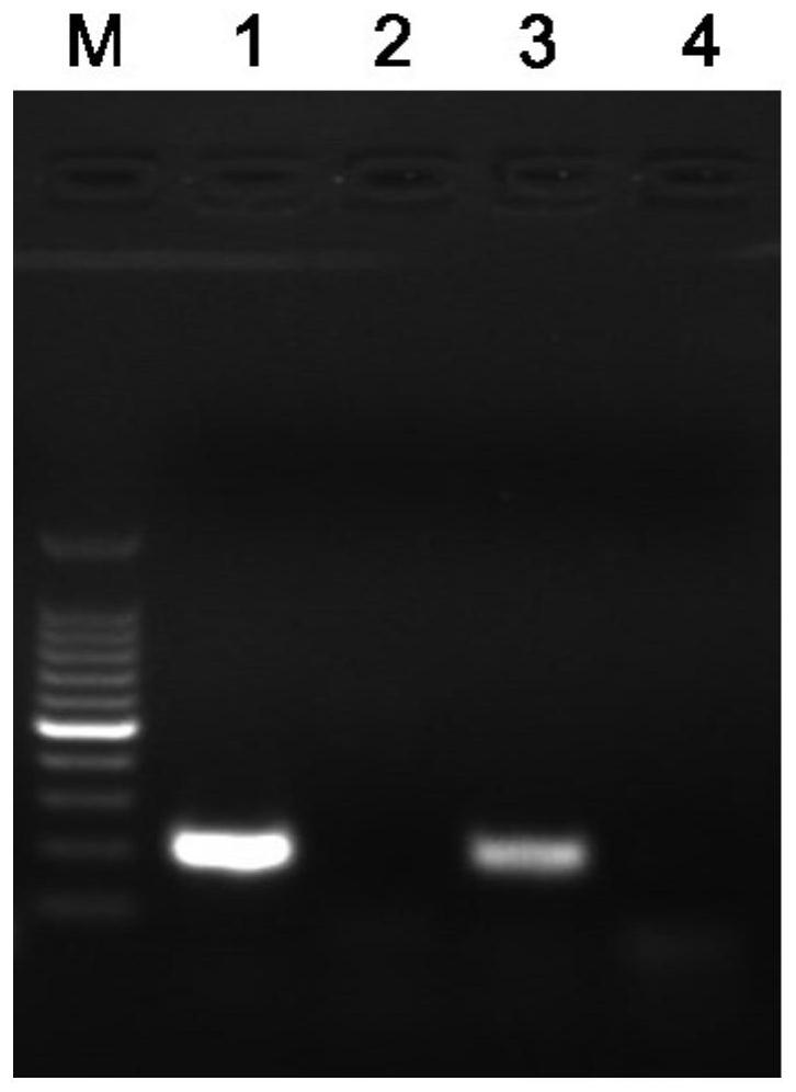 基于多重PCR技术检测食源性致病菌的试剂盒及方法