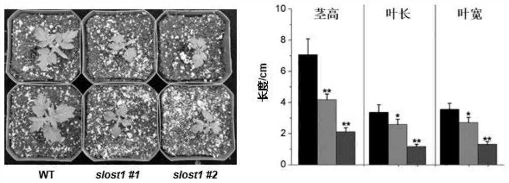 番茄SlOST1基因及应用