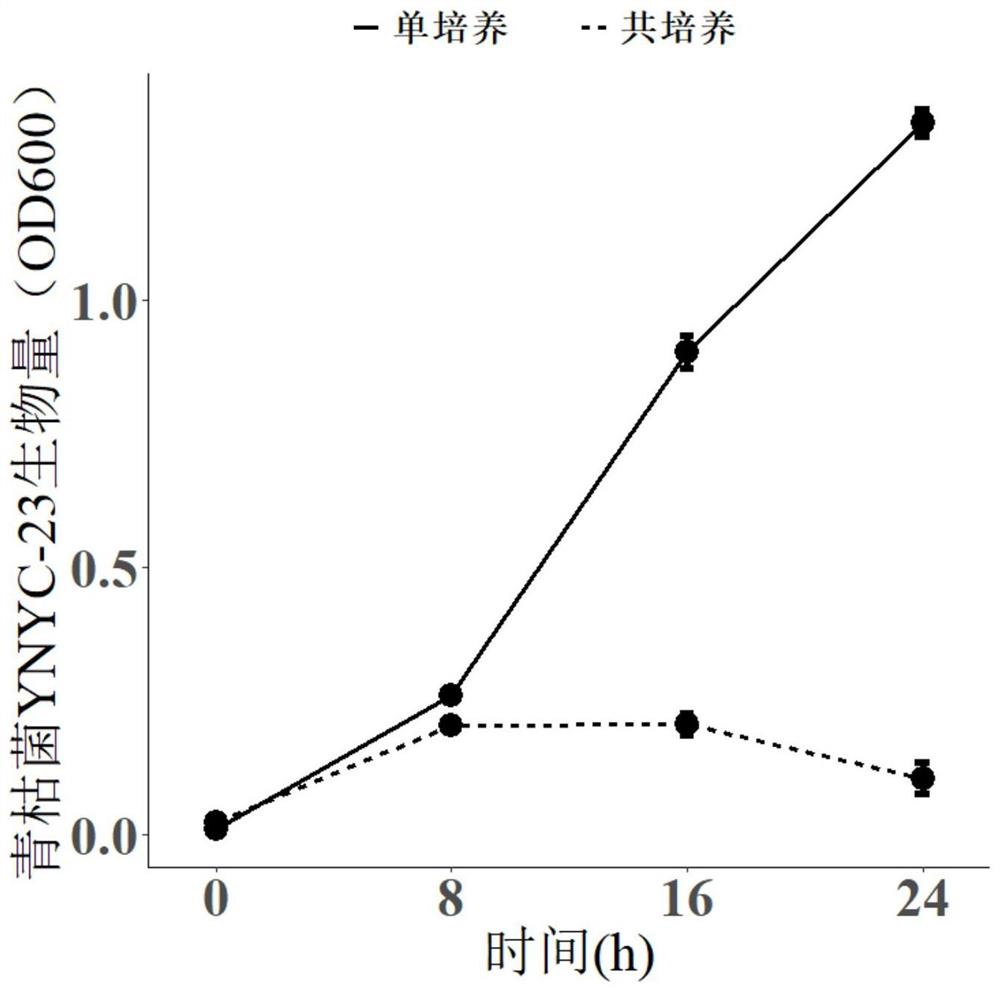 一株裂解性噬菌体及其在防控烟草土传青枯病的应用