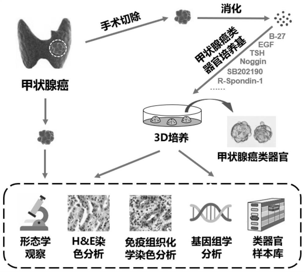 一种甲状腺癌类器官的培养基、培养方法和检测方法