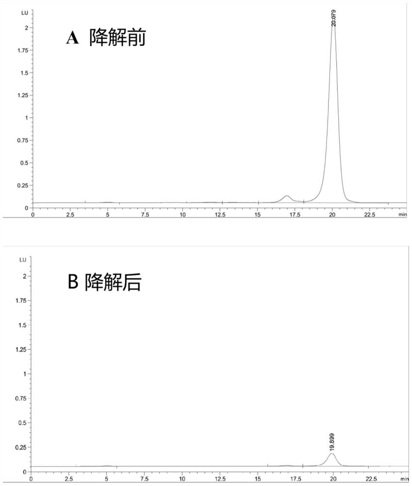 伯克霍尔德菌在黄曲霉毒素降解中的应用