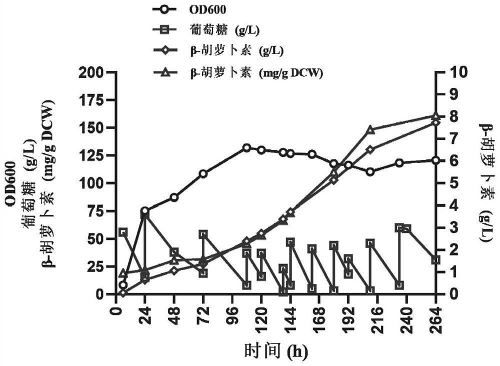 一株高产β-胡萝卜素的解脂耶氏酵母及其应用