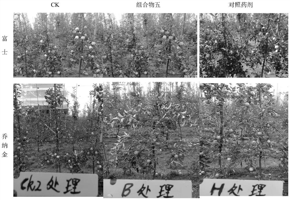 一种适用于多种果实着色的功能组合物及促进果实着色的方法