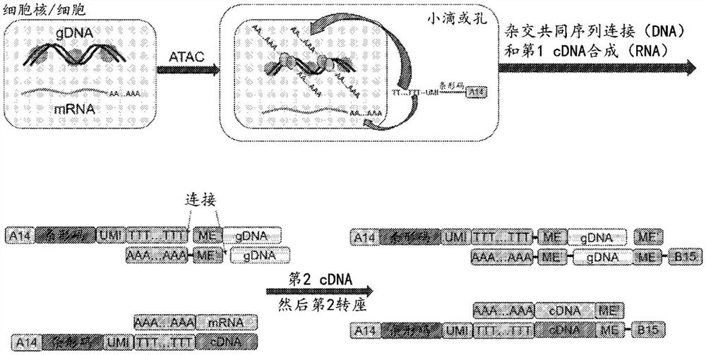 使用单一测定分析多种分析物