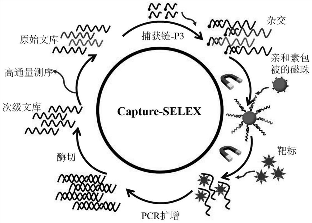 一种具有广谱性识别无环鸟苷类似物能力的核酸适配体