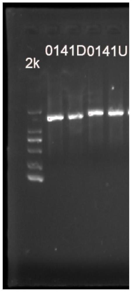 一株PAS_chr1-3_0141基因敲除的毕赤酵母基因工程菌及其构建方法与应用