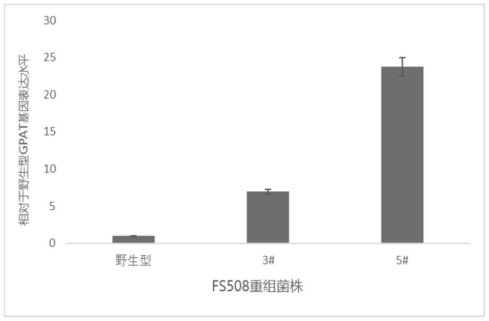 一种适用于拟茎点霉FS508的过表达载体及其构建方法和应用