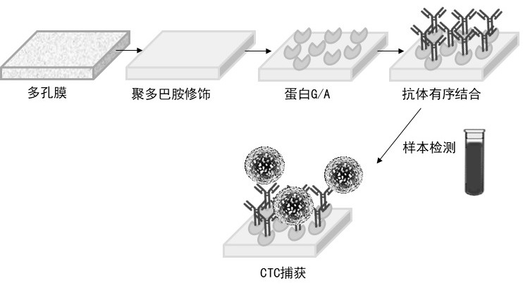 一种用于富集循环肿瘤细胞的功能化基底及其制备方法