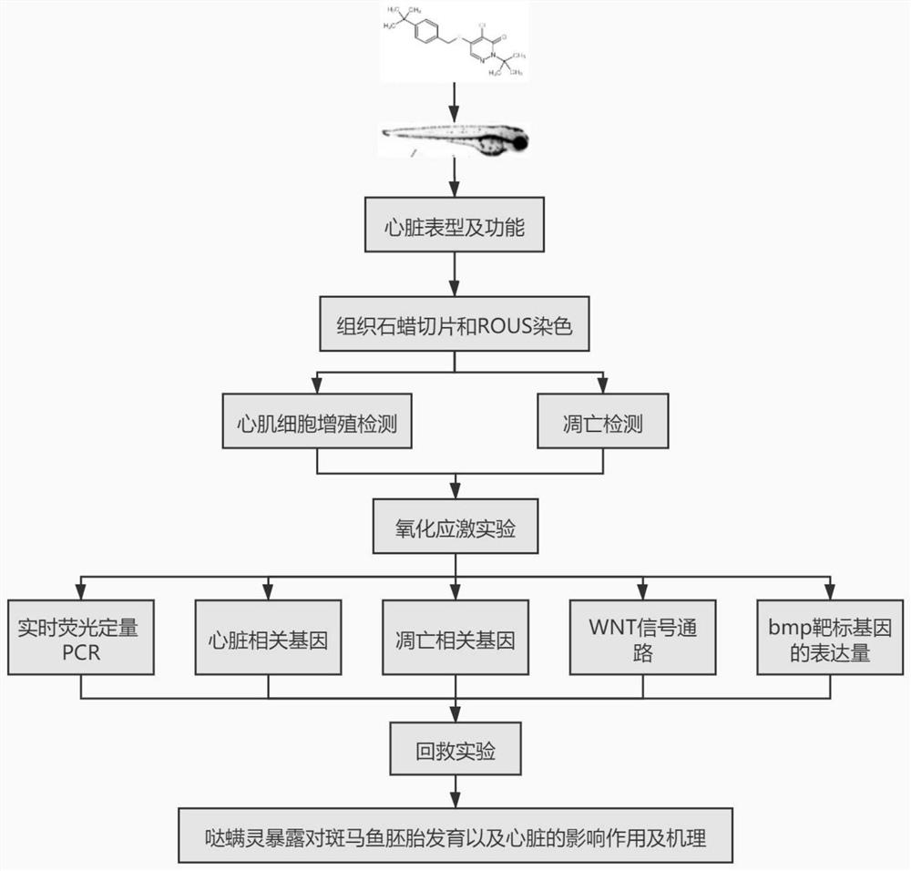 一种研究哒螨灵诱导动物先天性心脏病的方法及其应用