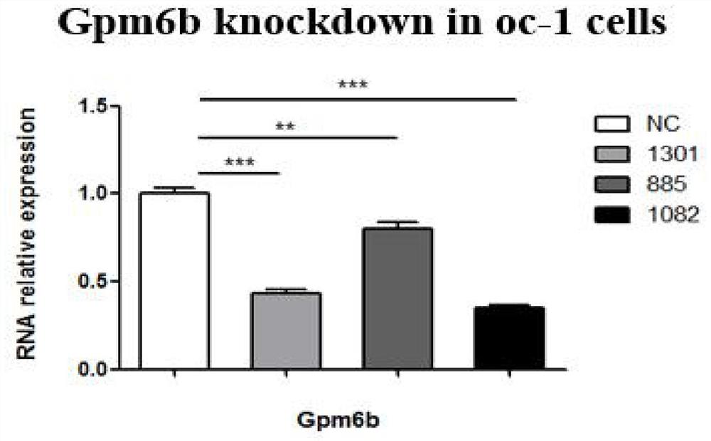 Gpm6b调控内耳干细胞增殖分化方法及在毛细胞再生中的应用