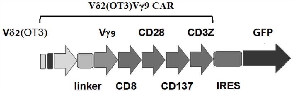 胞外段为Vδ2(OT3)Vγ9的CAR分子及表达该分子的CAR-T细胞及其用途