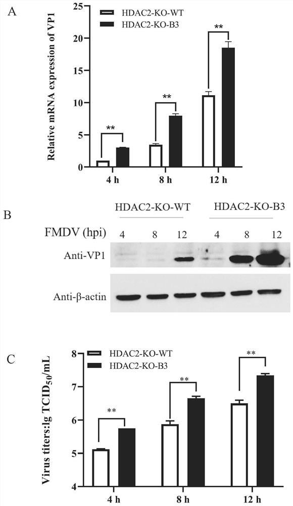 HDAC2基因敲除的BHK-21细胞系及其构建方法和应用