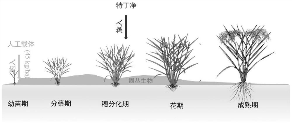 基于稻田周丛生物的氮素拦截与回用方法