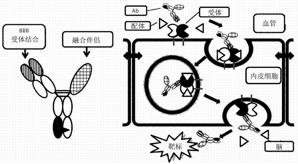 包含IDS的融合蛋白及其用途