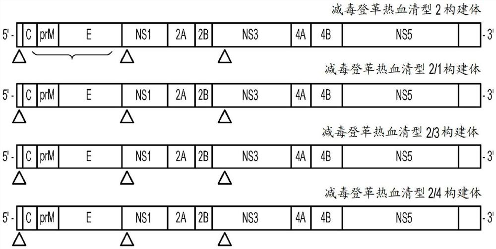 登革热疫苗单位剂量及其施用