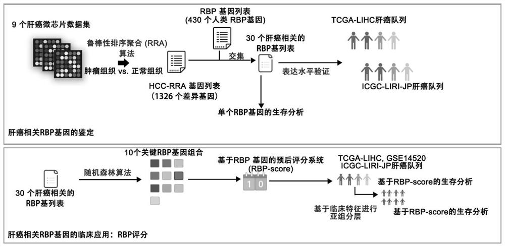 一种基于RNA结合蛋白基因的肝细胞癌预后评分系统及其应用