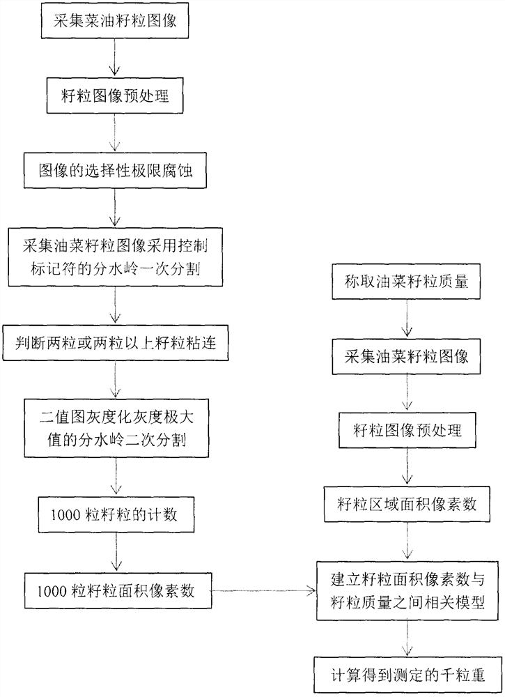 油菜籽粒千粒重的全自动图像测定方法