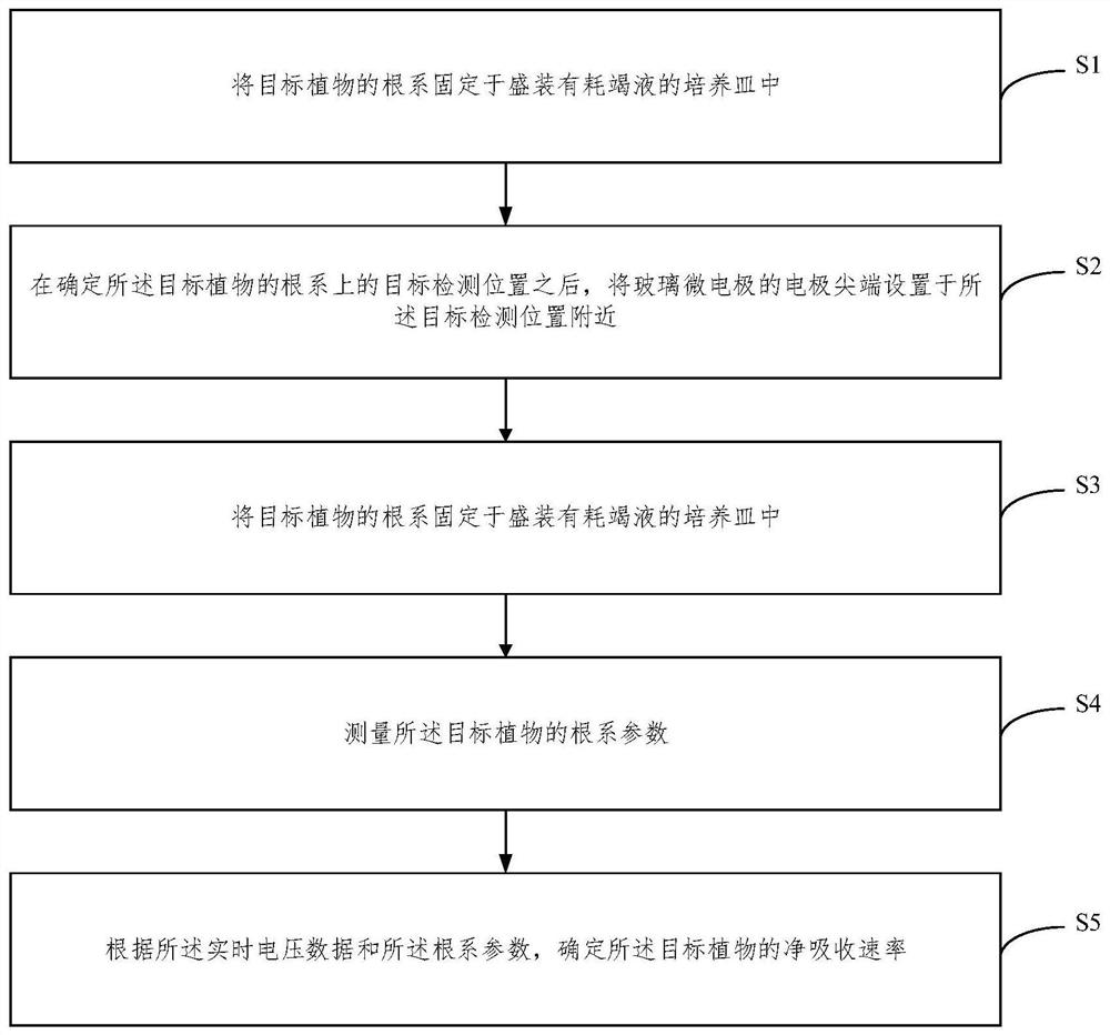 基于离子吸收动力学的离子流速检测方法及系统