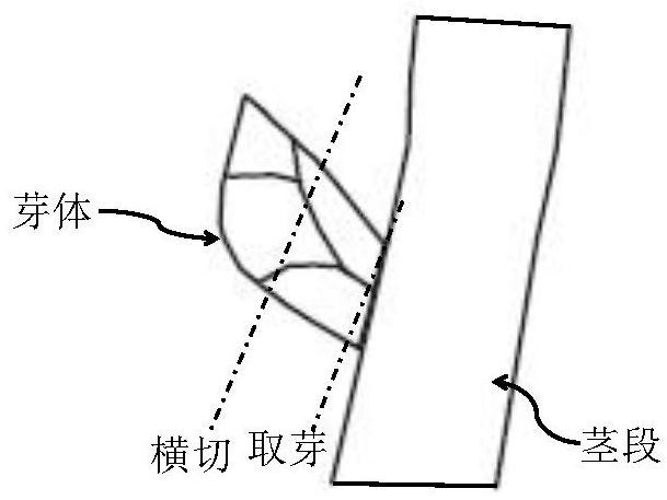 一种快速检测葡萄花芽的方法