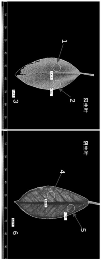 一种定量分析植物叶片光合异质性的方法
