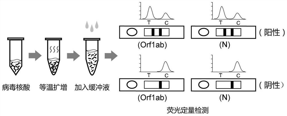 快速检测新型冠状病毒的等温扩增引物组及其检测试剂盒