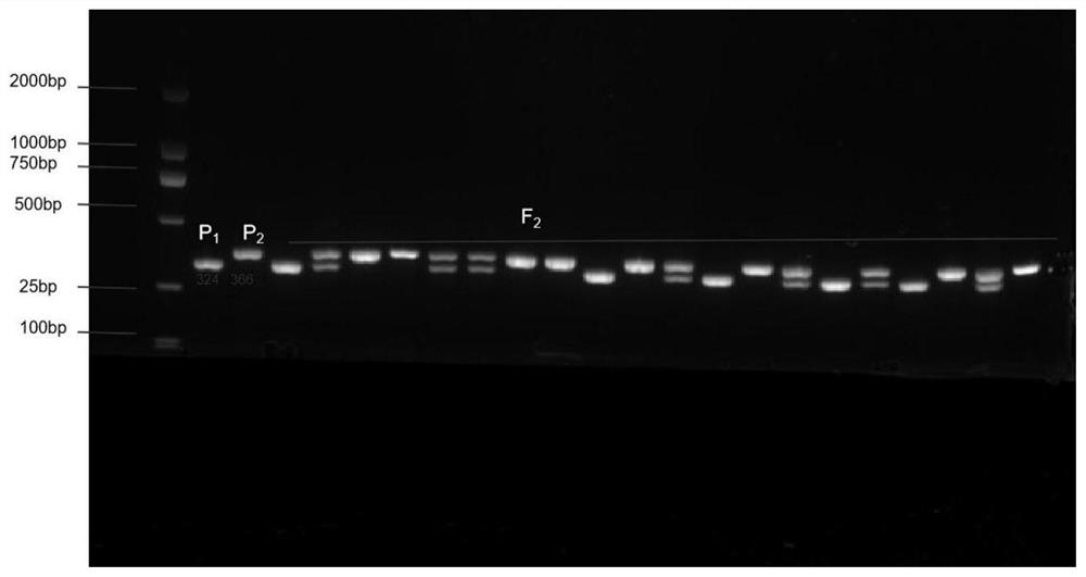 一种番茄节间长短早期鉴定的SCAR标记及鉴定方法