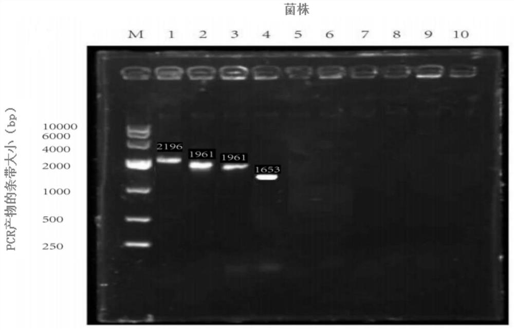 一种筛选高产3-甲基丁醛的乳酸乳球菌的PCR引物对和PCR方法及应用