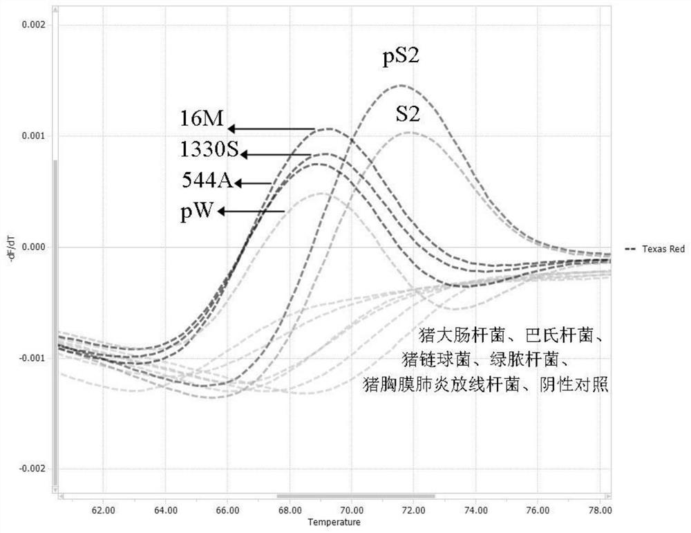 鉴别布鲁氏菌S2疫苗株与野毒株的引物组、探针及其应用