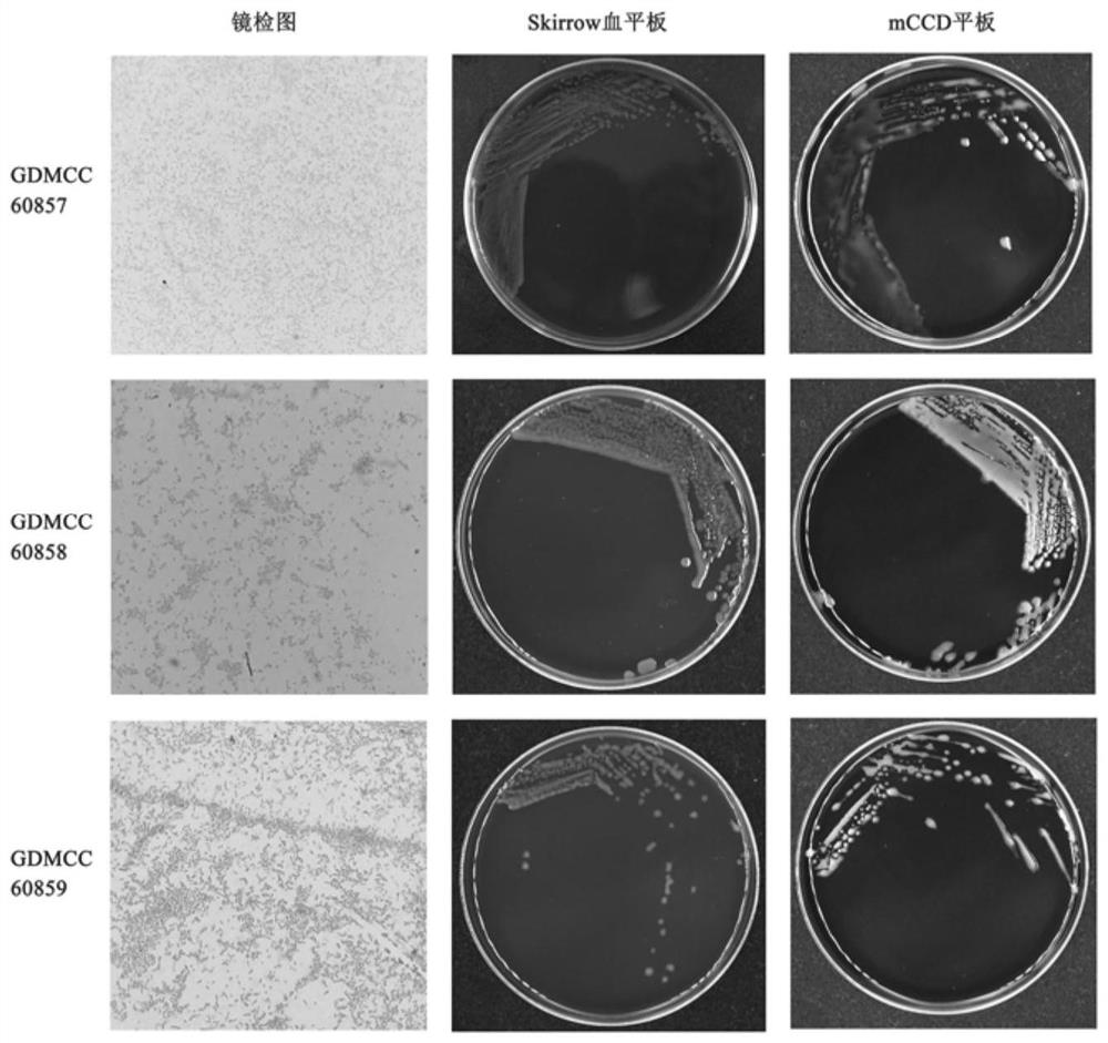 含有特异性分子靶标的空肠弯曲菌标准菌株及其检测和应用