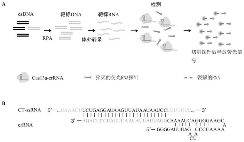 一种具有沙眼衣原体感染诊断和/或预后评估的试剂盒