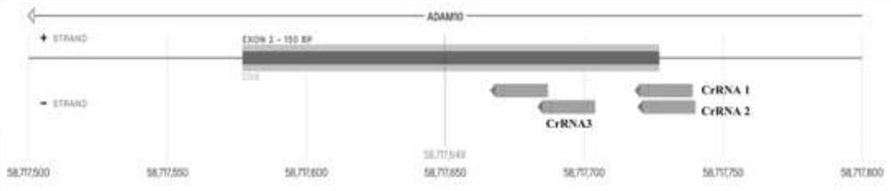 基于CRISPR/Cas9基因编辑技术建立的AD细胞模型及其构建方法和应用