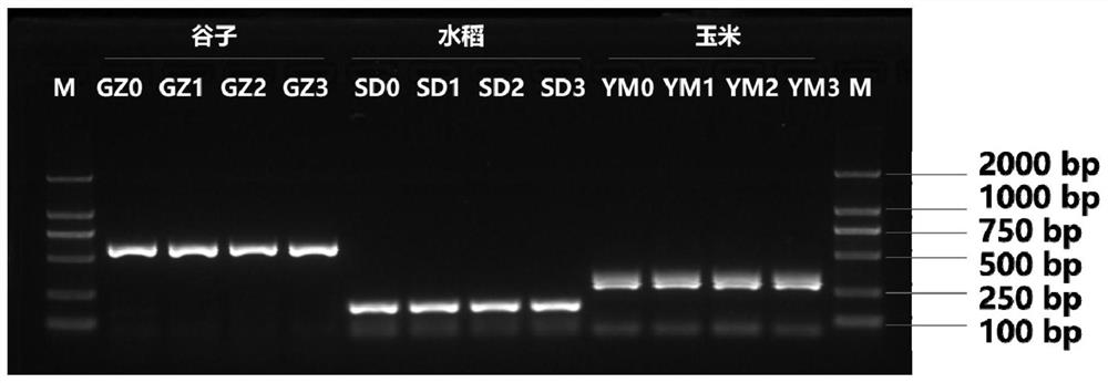 植物叶片DNA提取裂解缓冲液、植物叶片DNA快速提取的方法及应用