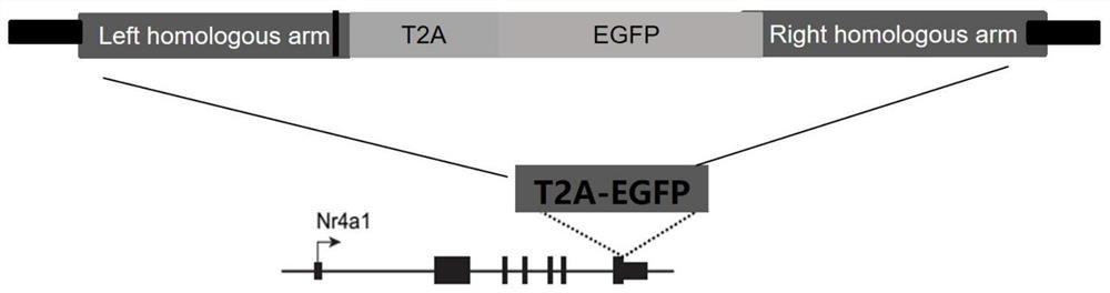 一种Nur77 GFP Jurkat报告细胞系的构建方法及用途