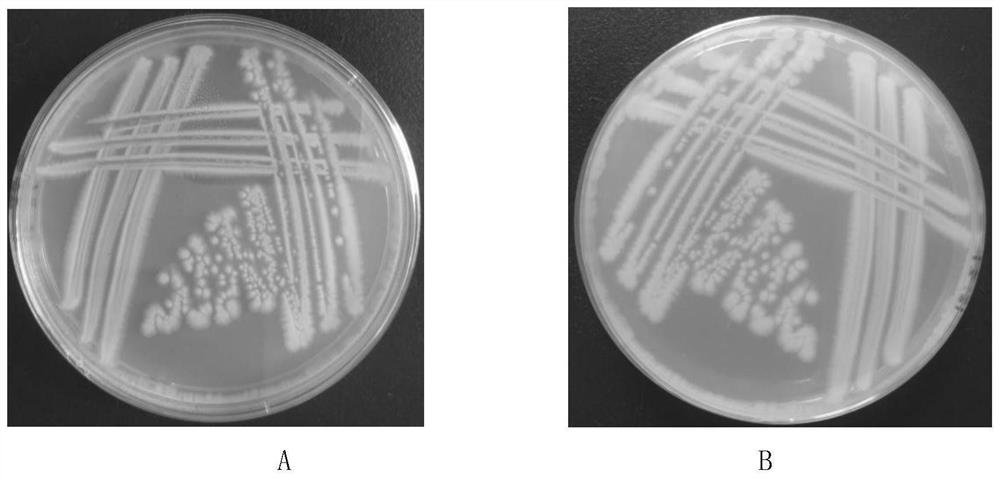 一株产几丁质酶、产吲哚乙酸的芽孢杆菌及其应用和方法