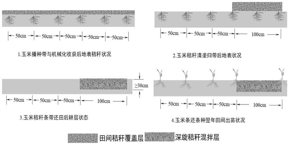 一种玉米条还条种密植栽培方法